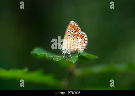 Brown Argus butterfly, Aricia agestis. Stock Photo