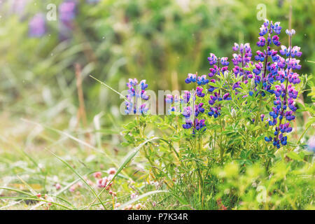 Colorful blue and purple wet lupine lupin flowers closeup wet drops in Iceland with bokeh, detail and texture, sunny sunlight during rain Stock Photo