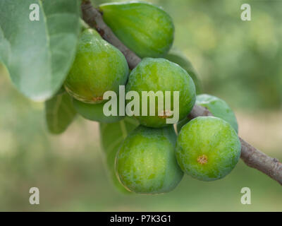 Green figs on the tree, Fiorone figs, Ialy. Stock Photo