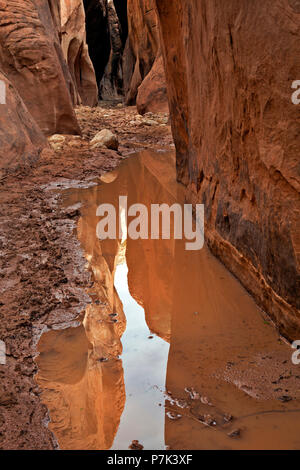 UTAH - Reflection of the towering walls in a puddle on the floor of Buckskin Gulch, a slot canyon in the Paria Canyon - Vermilion Cliffs Wilderness. Stock Photo