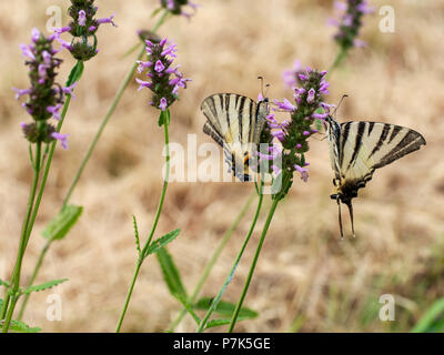 Closeup of yellow and black striped scarce swallowtail butterflies. Iphiclides podalirius. Stock Photo