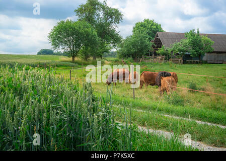 Idyllic rural scenery with a bunch of mixt cattle grazing on green pasture and a stable, surrounded by grain fields, near Schwabisch Hall, Germany.
