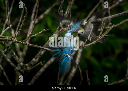 Blue and grey Tanager images taken in Panama Stock Photo