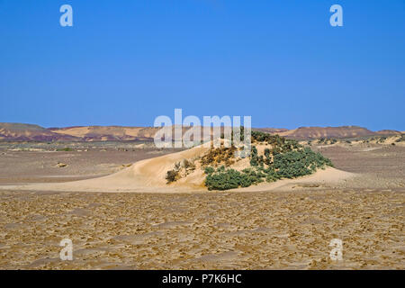 vegetation with sand drift in gibber plains at Skeleton Coast in Namibia, Skeleton Coast Park Stock Photo