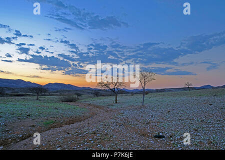 dry brook bed in plain with marble pebbles and fresh, sparse grass just after sunset in Namibia, Kaokoland Stock Photo