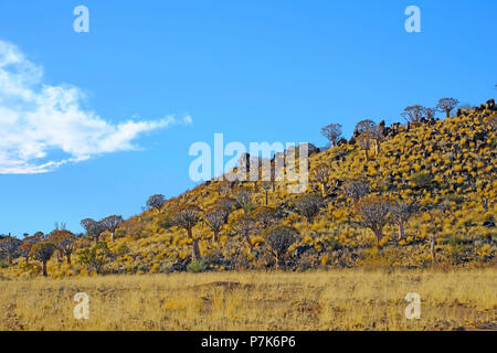 Quiver tree forest in hilly rock landscape with towered rocky square stones and dry prairie of the southern Kalahari in Namibia Stock Photo