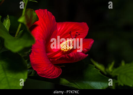 Red Hibiscus flower in the garden Stock Photo