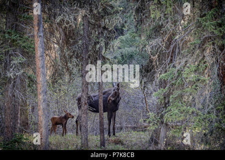 Female Moose in woodland by river with month old calf Stock Photo