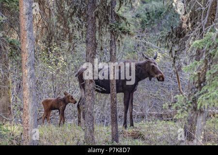 Female Moose in woodland by river with month old calf Stock Photo