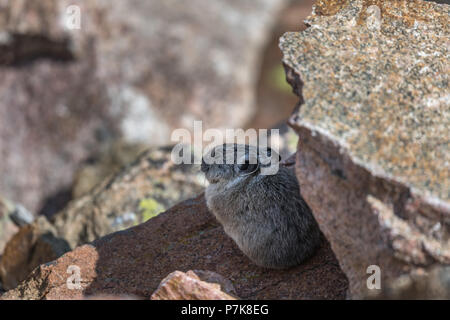 Pika in rocks Stock Photo