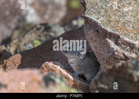 Pika in rocks Stock Photo