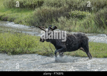 Female Moose in woodland by river with month old calf Stock Photo