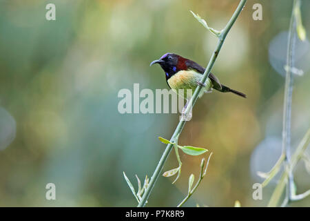 Fork-tailed Sunbird (Aethopyga christinae) race 'sokolovi' Stock Photo