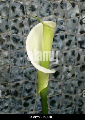 PLANTA CALA O LIRIO DE AGUA EN FLOR. Location: EXTERIOR, MADRID, SPAIN  Stock Photo - Alamy