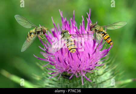 Three Hover Flies (Syrphidae) feeding on Nectar on a Milk Thistle plant. Stock Photo