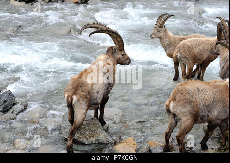 Ibexes at the river Stock Photo