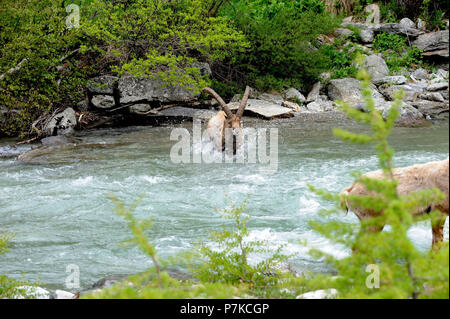 Capricorn crosses a river Stock Photo
