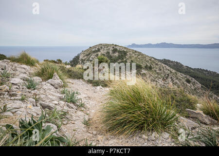 Dissgras (Ampelodesmos mauretanica) on the trail, hike on the peninsula Alcudia, Mallorca, Balearic Islands, Spain Stock Photo