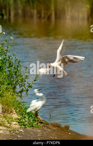 East Riding of Yorkshire, UK. 6th July 2018. Blacktoft sands Google 6th July 2018: Clear blue sky's on a very hot day, Black headed gull warns of Little Egret, Little Egret to close to nest  Clifford Norton Ģ����ý  Live News. Credit: Clifford Norton/Ģ����ý Live News Stock Photo