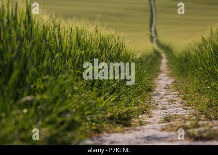 Princes Risborough, UK. 6th July, 2018. A path through a field of wheat close to Chequers, the Prime Minister's official country residence. Credit: Mark Kerrison/Alamy Live News Stock Photo