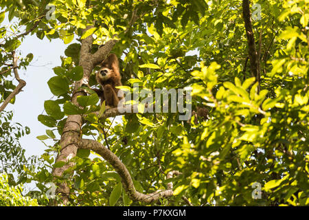 Black-handed Gibbon (Hylobates agilis) in the treetop Stock Photo