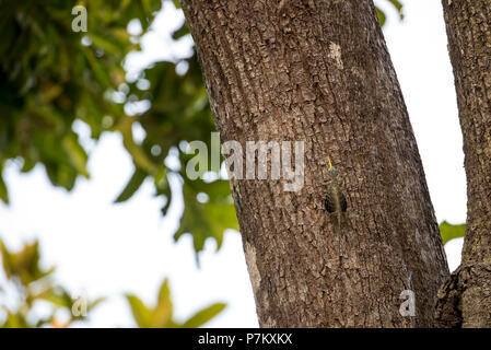 Common flying dragon, Draco volans in the jungle of Indonesia Stock Photo