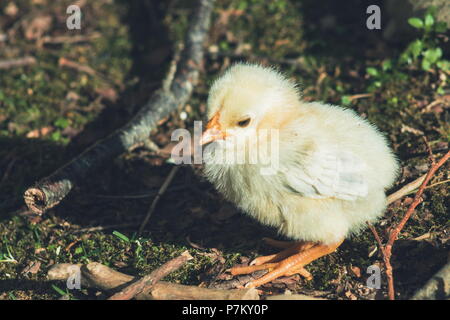 Close up image of a cute little free range baby chicken Stock Photo