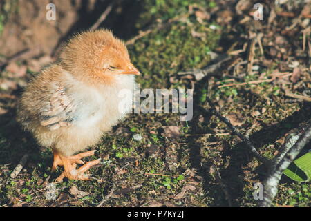 Close up image of a cute little free range baby chicken Stock Photo