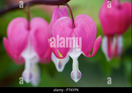 Vibrant pink Bleeding Heart blossoms in springtime. Stock Photo