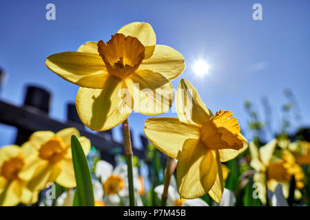 yellow and white daffodils in the cottage garden Stock Photo