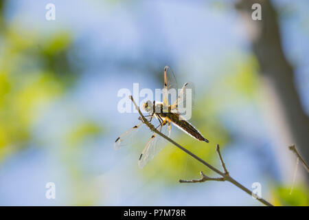 Dragonfly rests on a branch, blue sky background Stock Photo