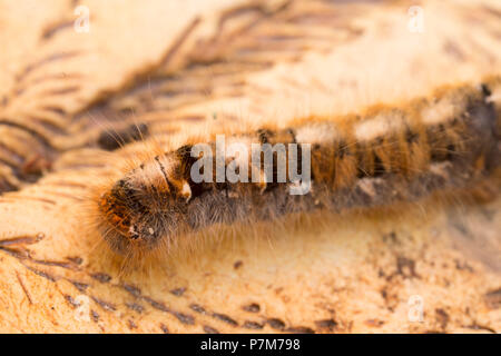 Close-up of Caterpillar, Lasiocampa quercus Stock Photo