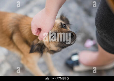 Stray dogs in Havana, Cuba. Stock Photo