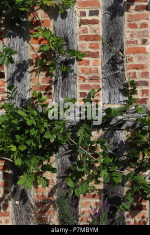 Close up of a wall with exposed beams in a timber-framed 17th C house with red brick and mortar infill. Wisteria climbs the wall of this English home. Stock Photo