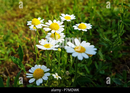 Wildflowers on the rural field lawn. Nature landscape background. Stock Photo