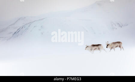 Svalbard reindeer, Rangifer tarandus platyrhynchus, in Spitsbergen Stock Photo
