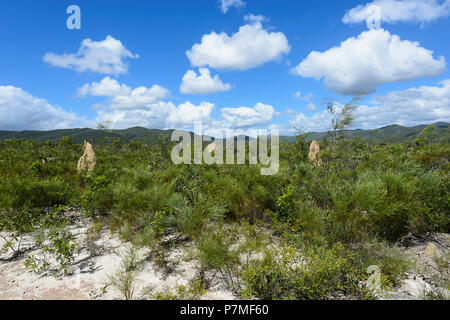 View of termite mounds in Iron Range National Park near Mt Tozer, Cape York Peninsula, Far North Queensland, FNQ, QLD, Australia Stock Photo