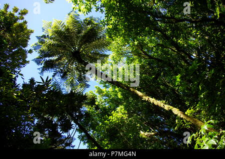 On Kapiti Island, a bird sanctuary just north of Wellington NZ, a tall tree fern grows into a space of blue sky Stock Photo