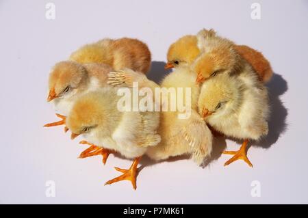 Scared group of chicks isolated on grey background Stock Photo