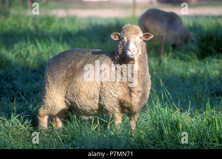 Unshorn sheep in paddock, rural Tasmania, Australia Stock Photo