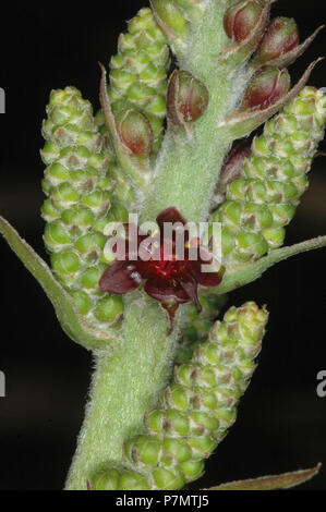 Close-up of blossom of False Hellebore (Veratrum nigrum) Stock Photo