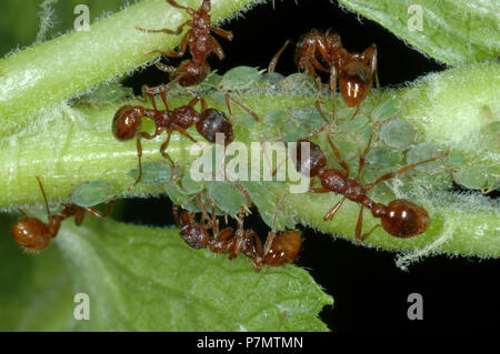 Worker ant of European fire ant on the leaf with aphids Stock Photo