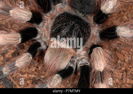 Portrait of tarantula Nhandu coloratovillosus Stock Photo