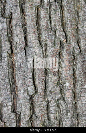 Rhytidome of Norway Maple (Acer platanoides) Stock Photo