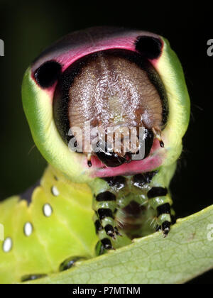 Portrait of caterpillar of Puss Moth (Cerura vinula)