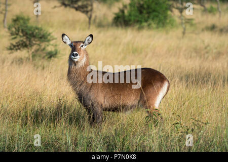 Waterbuck, Ugandan Kobus Defassa, Queen Elizabeth National Park, Uganda, East Africa Stock Photo