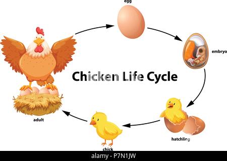 Vector illustration of Chicken life cycle Stock Vector Art ...