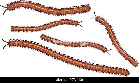 Centipede on White Background illustration Stock Vector