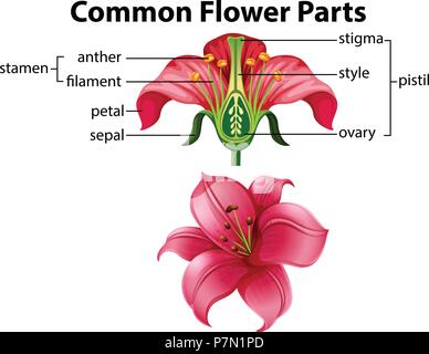 Science of Common Flower Parts illustration Stock Vector