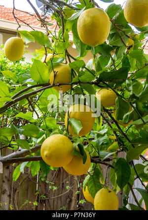 Lemons growing on a lemon tree. Stock Photo